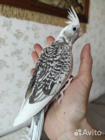 Мальчик годовалый (белолицей) кореллы с клеткой