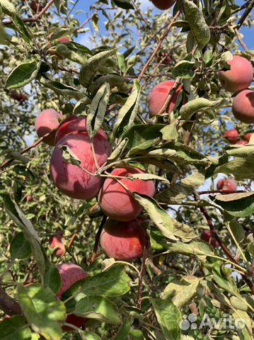 Хвалынские яблоки