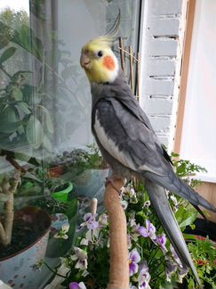 Передержка для птиц рептилий пресноводных водоплав