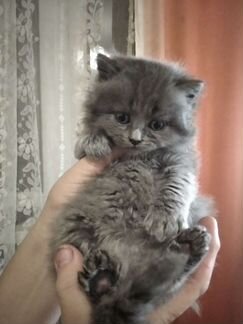 Котик голубой британец