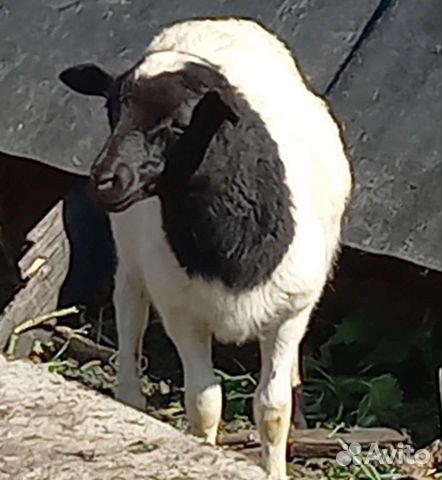 Бараны(мальчики) дорпер кросс