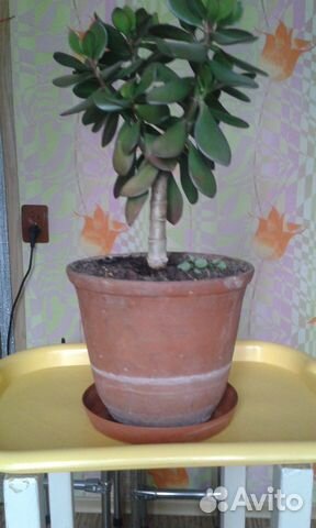 Денежное дерево Пушистое