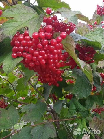 Калины куст мп3