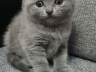 Шотландские голубые чистокровные котята объявление продам