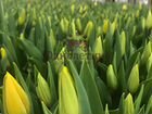 Тюльпаны оптом от производителя к 8 марта объявление продам