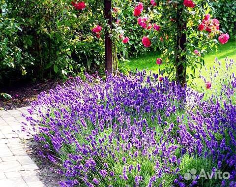 Лаванда сорт Синева узколистная