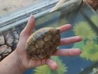 Полосатая илистая черепаха объявление продам