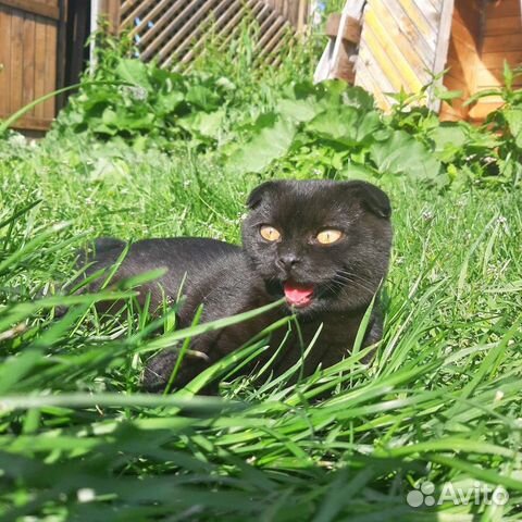 Шотландский вислоухий кот для вязки