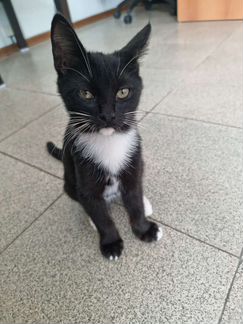 Кошка в дар