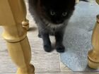 Черный котенок мальчик объявление продам