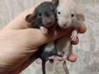 Крысы-дамбо, 3 недели, ручные