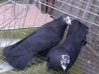 Широкохвостые бакинские голуби объявление продам
