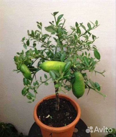 Микроцитрус пальчиковый лайм