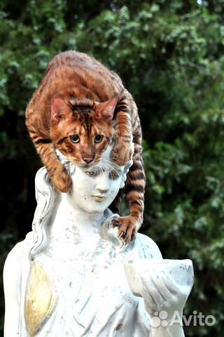 Котята тойгеры тигры