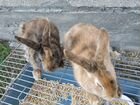 Декоративные кролики с клеткой объявление продам
