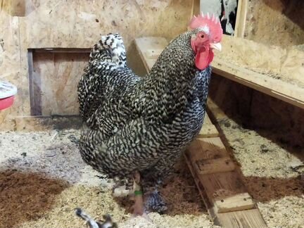 Инкубационное яйцо, цыплята, молодки, петушки