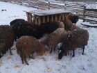 Курдючные бараны овцы эдильбаевская порода и Роман объявление продам
