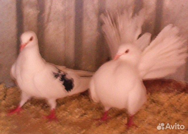 Свадебные голуби