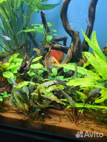 Подбор оборудования и запуск аквариума под ключ