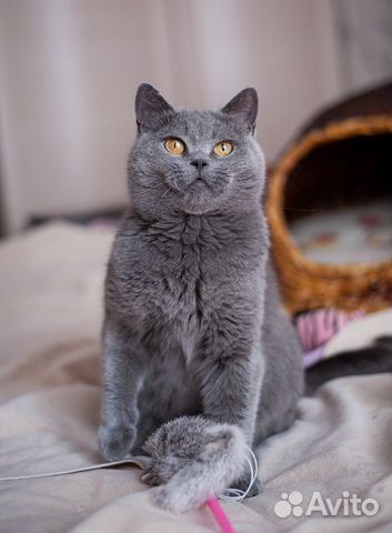 Британка ищет дом