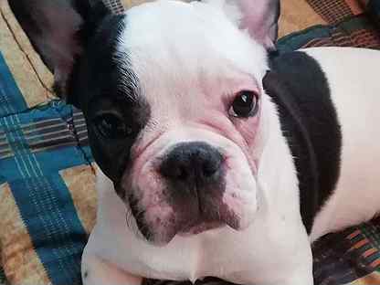 Бульдог симферополь. Французский бульдог щенок. Собака альбинос французский бульдог. Французский бульдог породы собак. Бульдог симферополь.