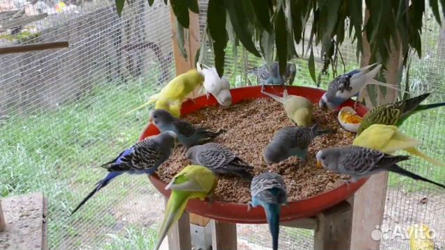 Попугай,розелла пенантовая,декоративный ёжик