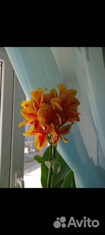 Цветы Канны улица/дом