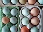 Инкубационное яйцо- породистых кур объявление продам