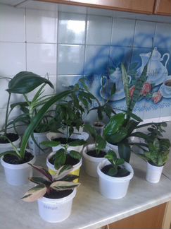 Саженцы цветов