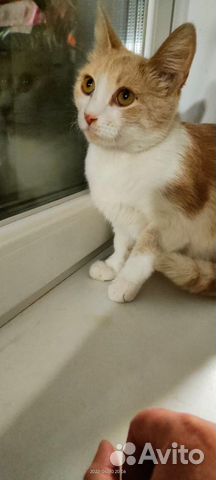 Милая Лизонька ищет свою семью