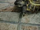 Черепаха сухопутная объявление продам