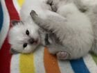 Невская маскарадная котята объявление продам