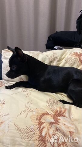 Вязка кобель чихуахуа