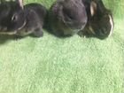 Декоротивные мини кролики объявление продам