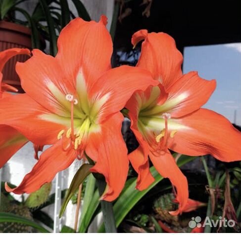 Гиппеаструм (амариллис)