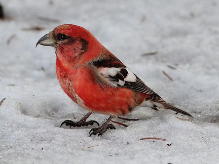 Продаю певчих птиц