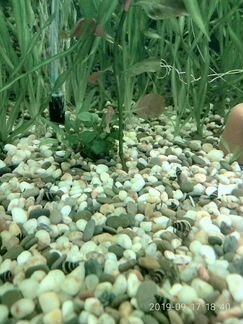 Хищные улитки Хелена