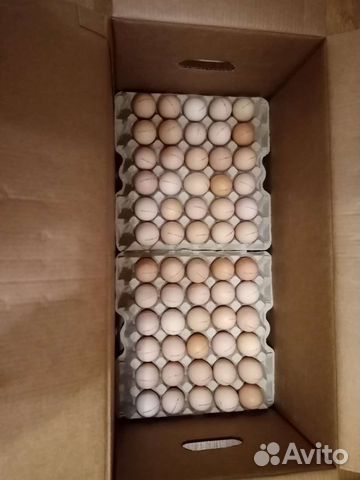 Инкубационное яйцо