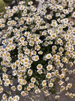 Букеты из ромашек.доставка цветов