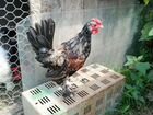 Цыплята подростки Ухейилюй, Китайские Шёлковые объявление продам