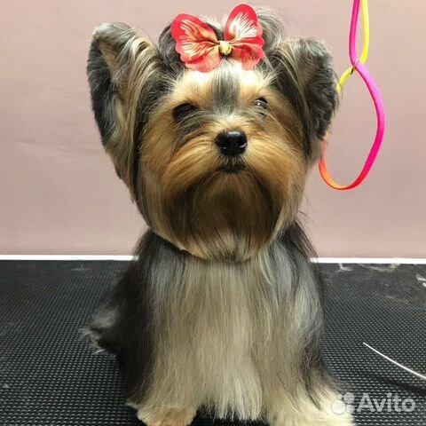 Стрижка собак и кошек Кудепста