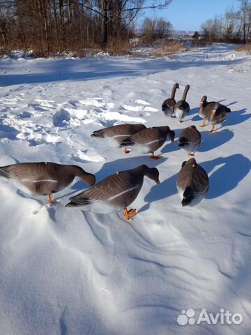 Чучела гусей для охоты (Набор 10шт) Авито Доставка