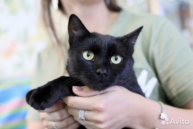 Гуддини - красавец в дар