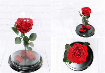 Роза в колбе Живая Премиум розы Кемерово