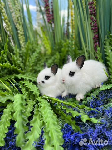 Кролики карликовые