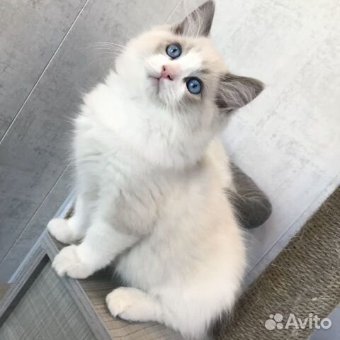 Котята рэгдолл от BlueEyesRaggie