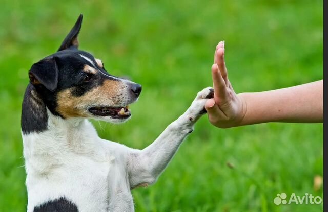 Дрессировка собак