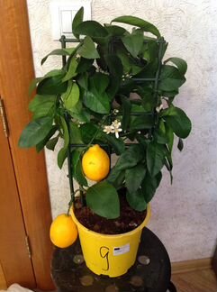 Лимон с плодами высокоурожайный сорт. Доставка