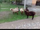 Продаются 4 овцу 2 барана село Гехи