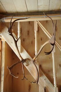 Рога оленьи